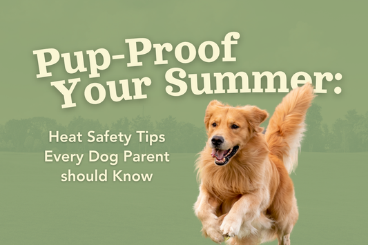 Pup-Proof Your Summer: Heat Safety Tips Every Dog Parent Should Know